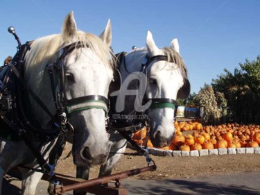 Horses and Pumpkins