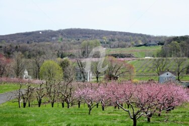 Belltown Orchards Spring 2007