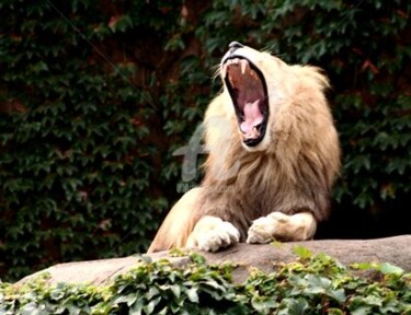 Open Wide - Lion's Yawn
